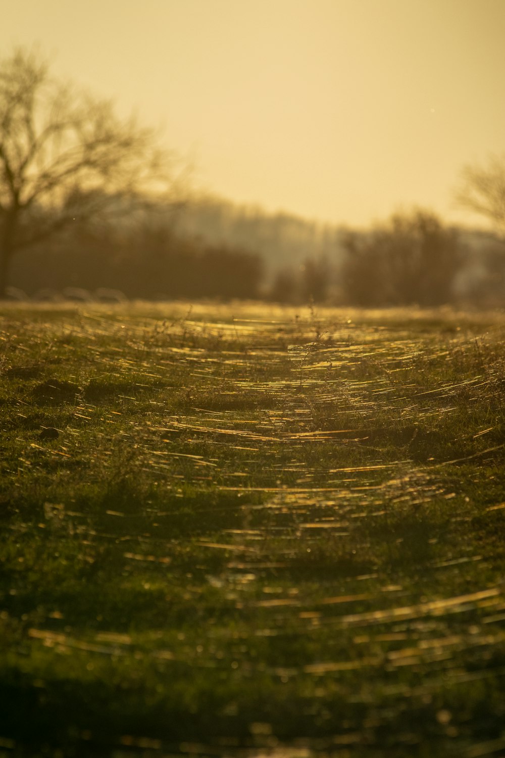 a grassy field with trees in the distance