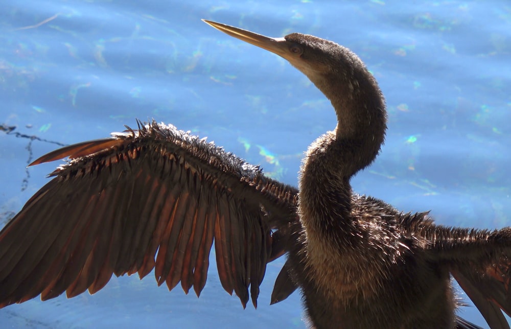 a bird with its wings spread out in the water