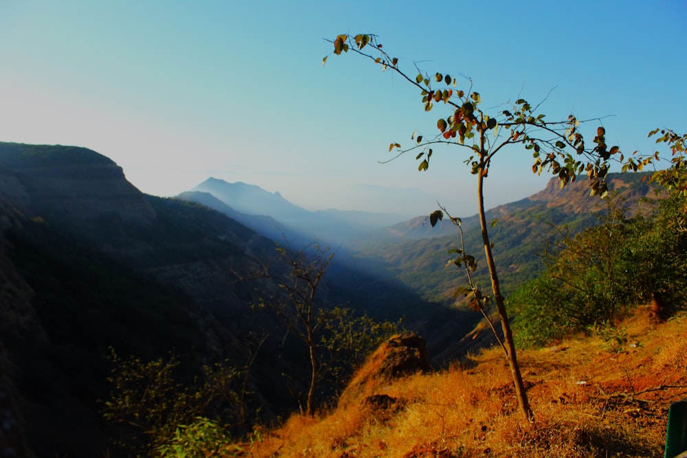 a view of a mountain with a tree in the foreground