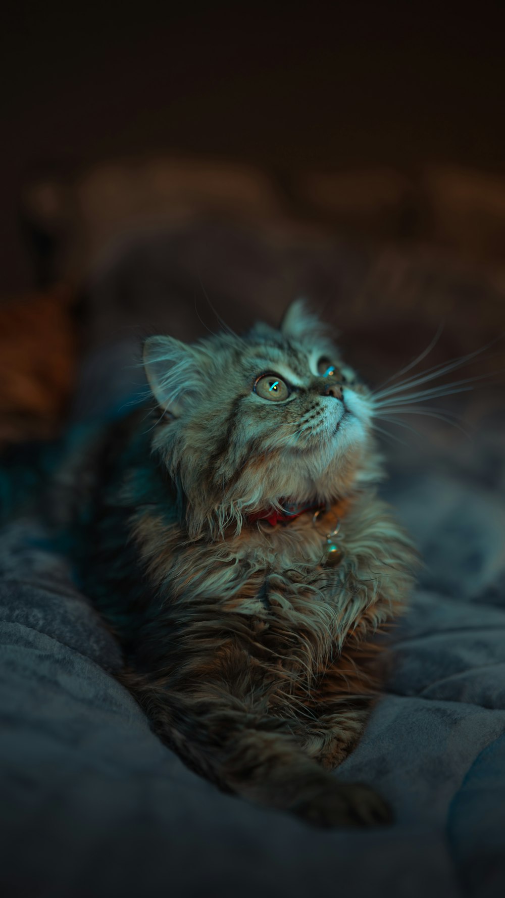 a fluffy cat laying on top of a bed