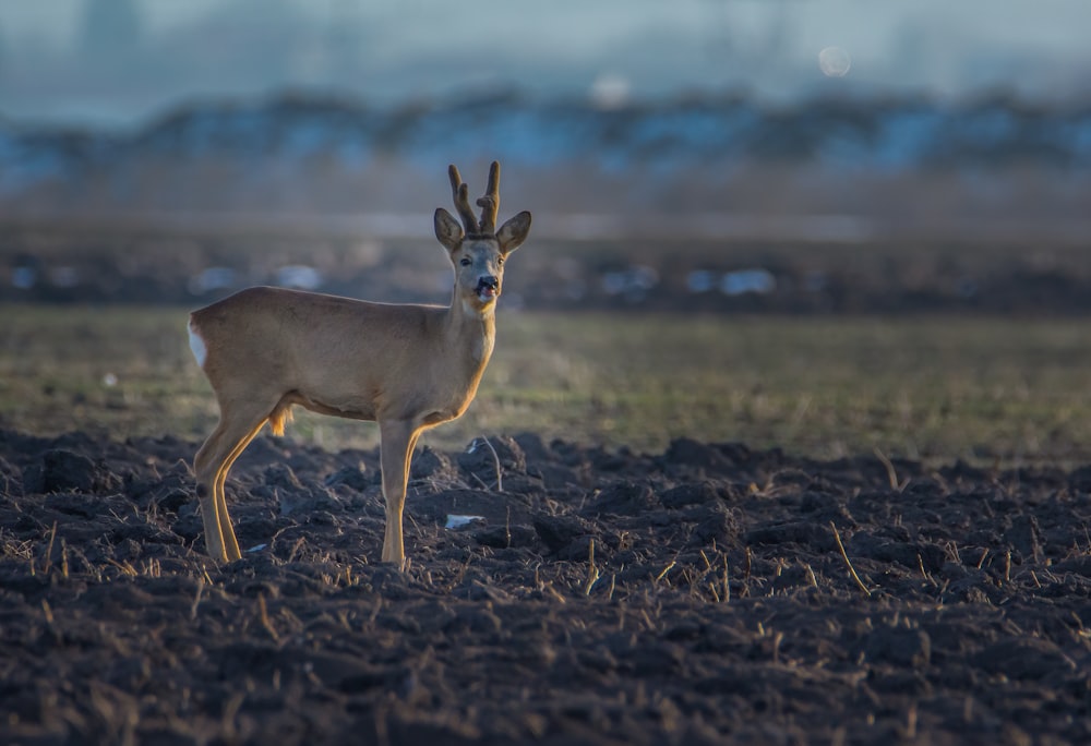 a deer standing in the middle of a field