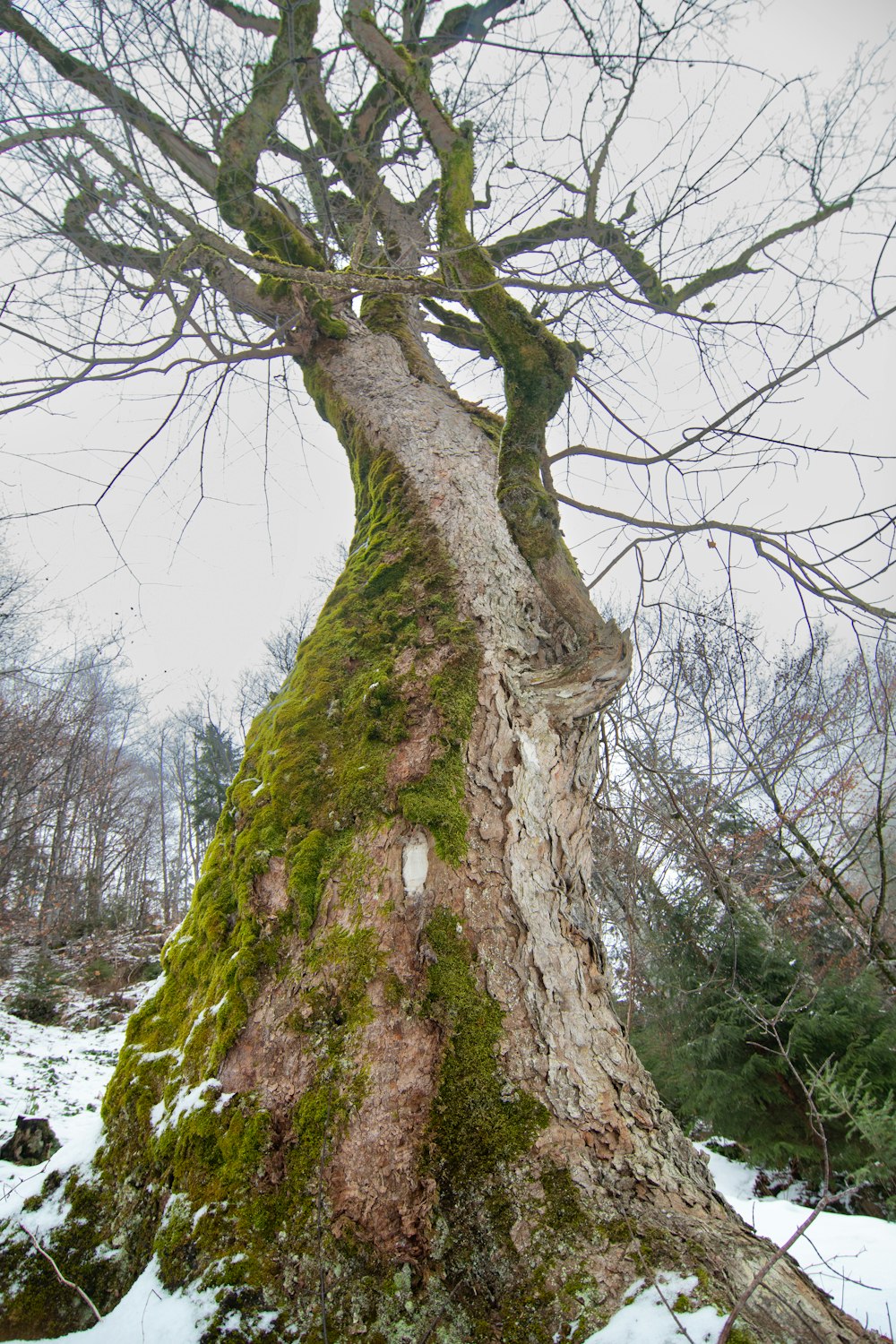 a tree that is covered in moss in the snow