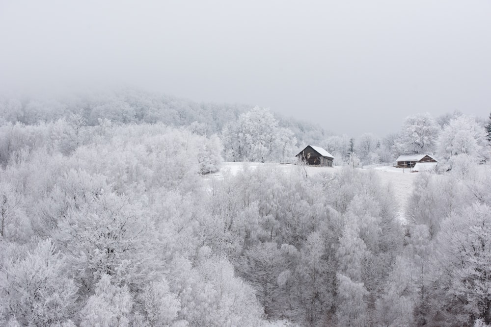 a snow covered forest with two cabins in the distance