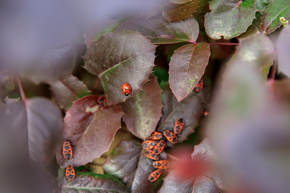 a group of red bugs sitting on top of leaves