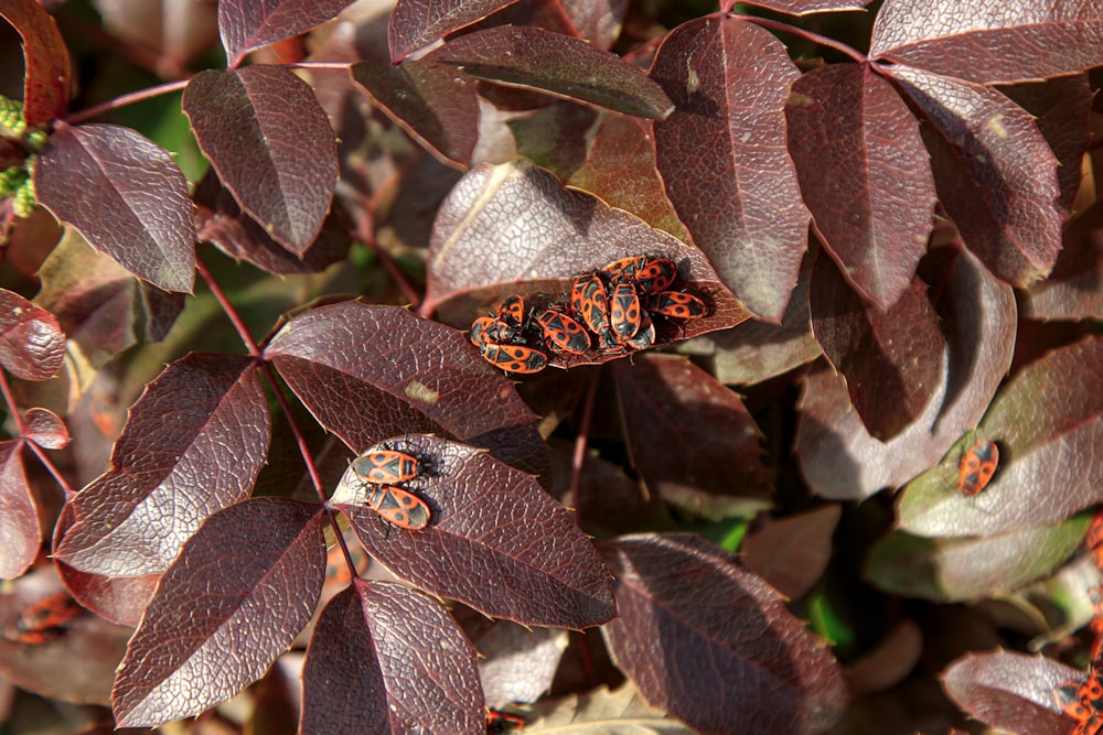 eine Gruppe roter Käfer, die auf einer Blattpflanze sitzen