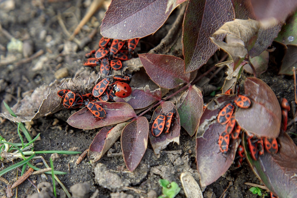 a group of red bugs sitting on top of a leaf covered ground