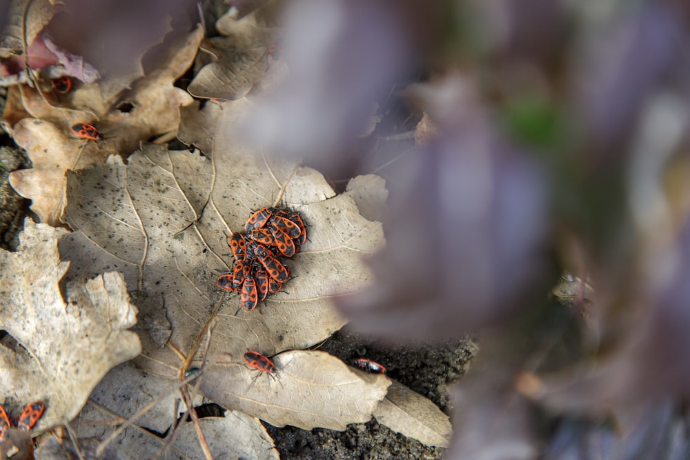 eine Gruppe roter Käfer, die auf einem Blatt krabbeln