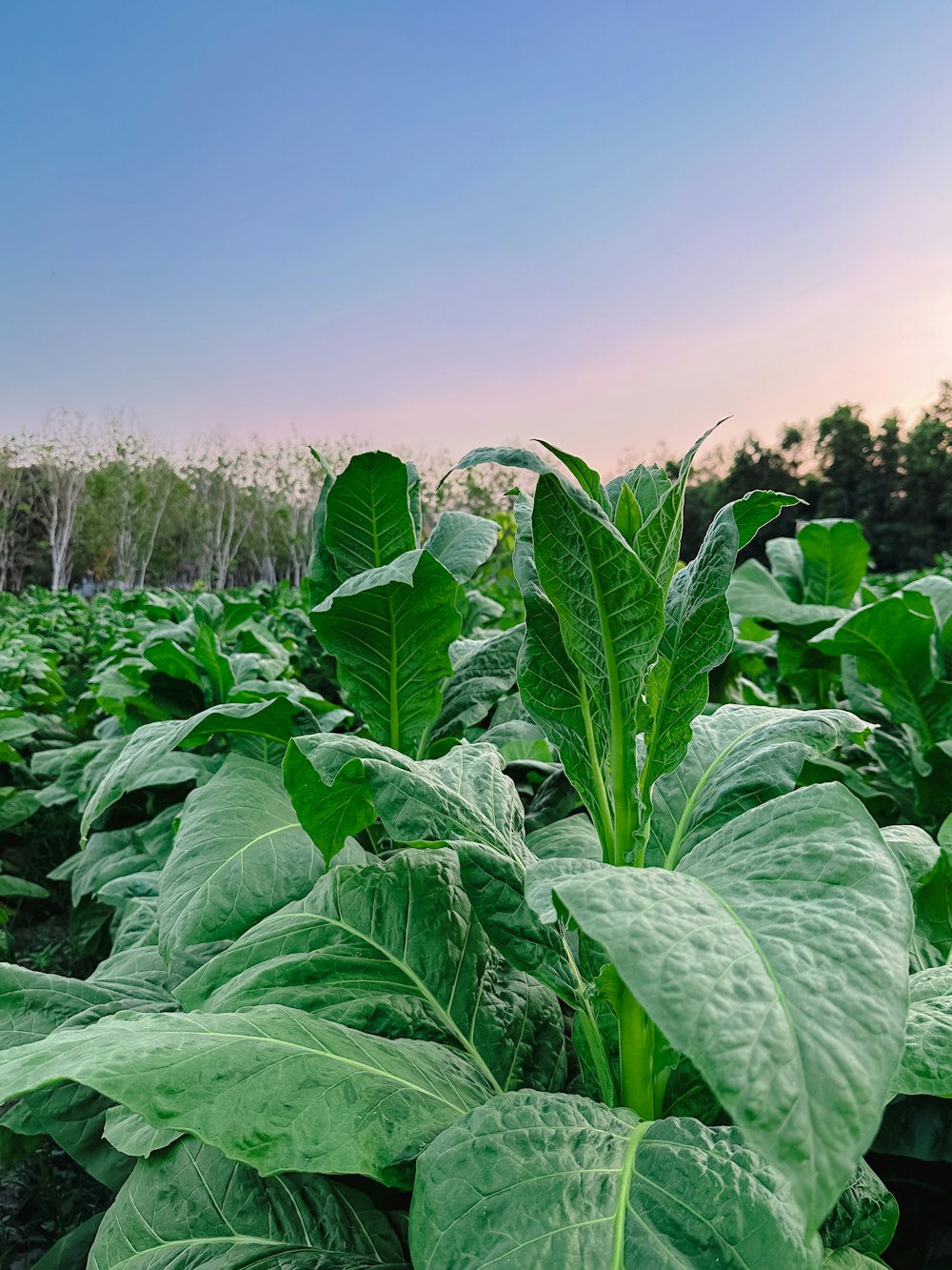 a large green plant in a field with trees in the background