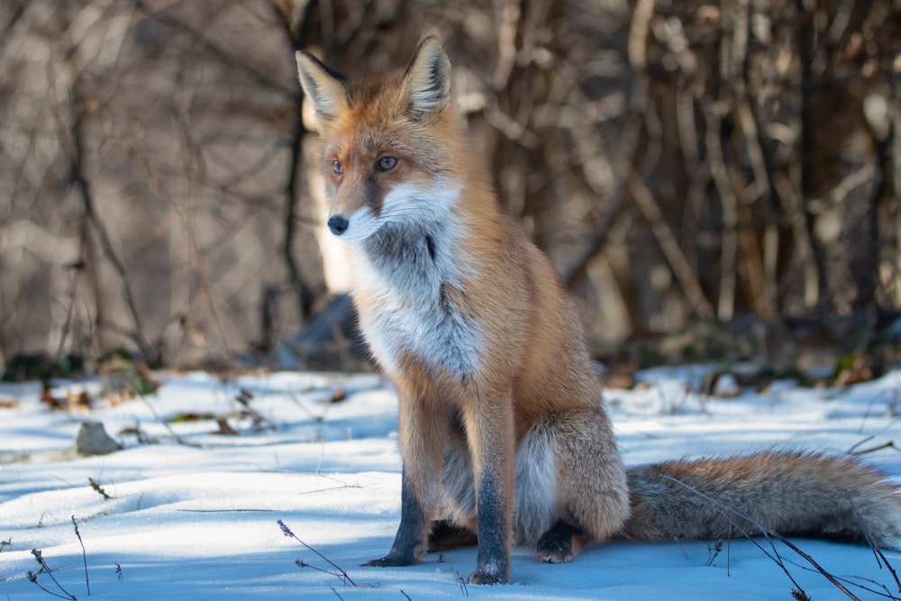 a red fox sitting on top of a snow covered ground