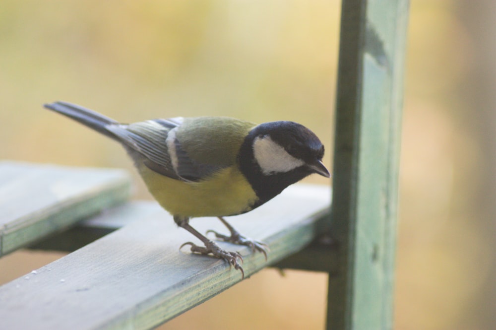 a small bird perched on a wooden bench
