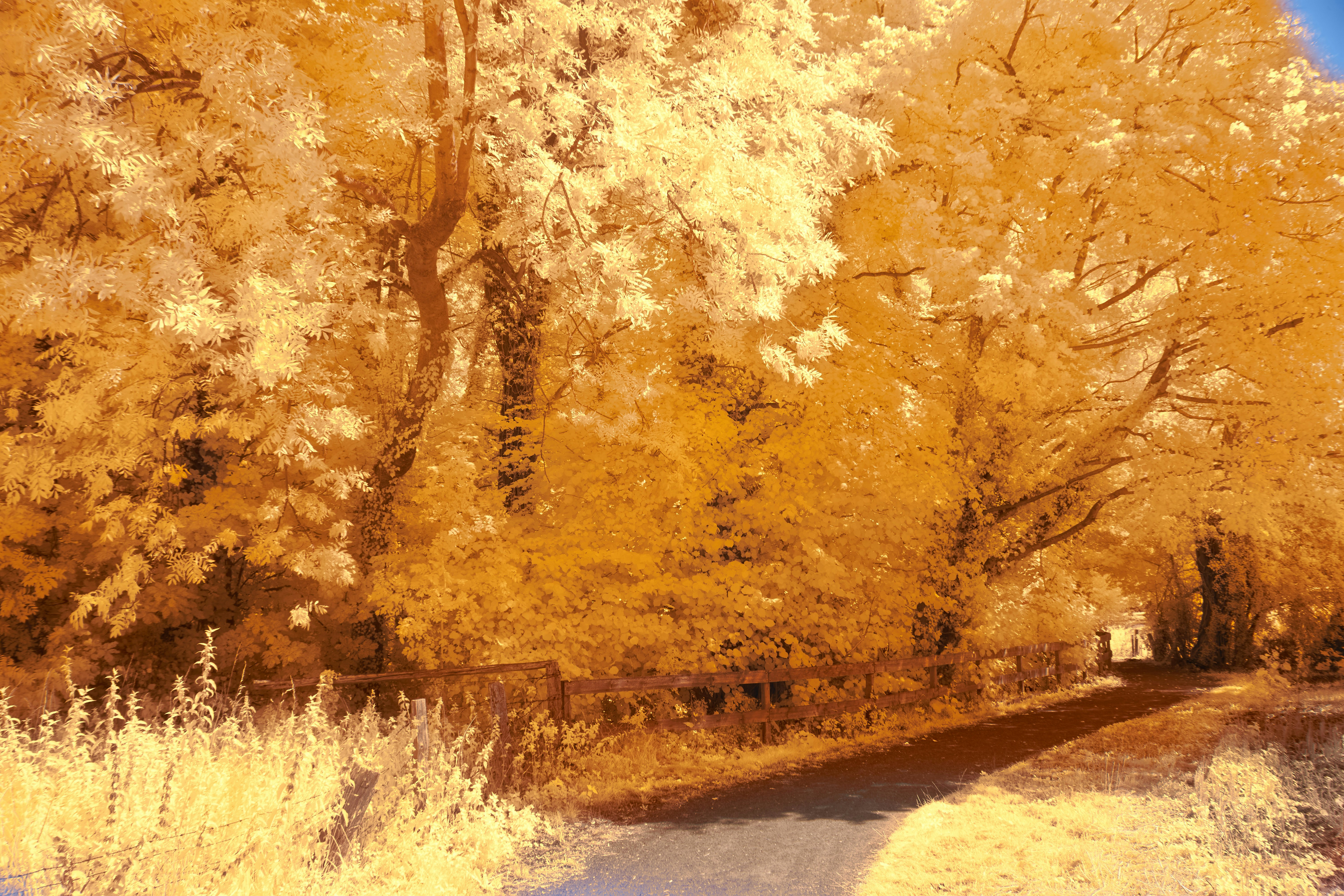 Photo by wolfgang_hasselmann