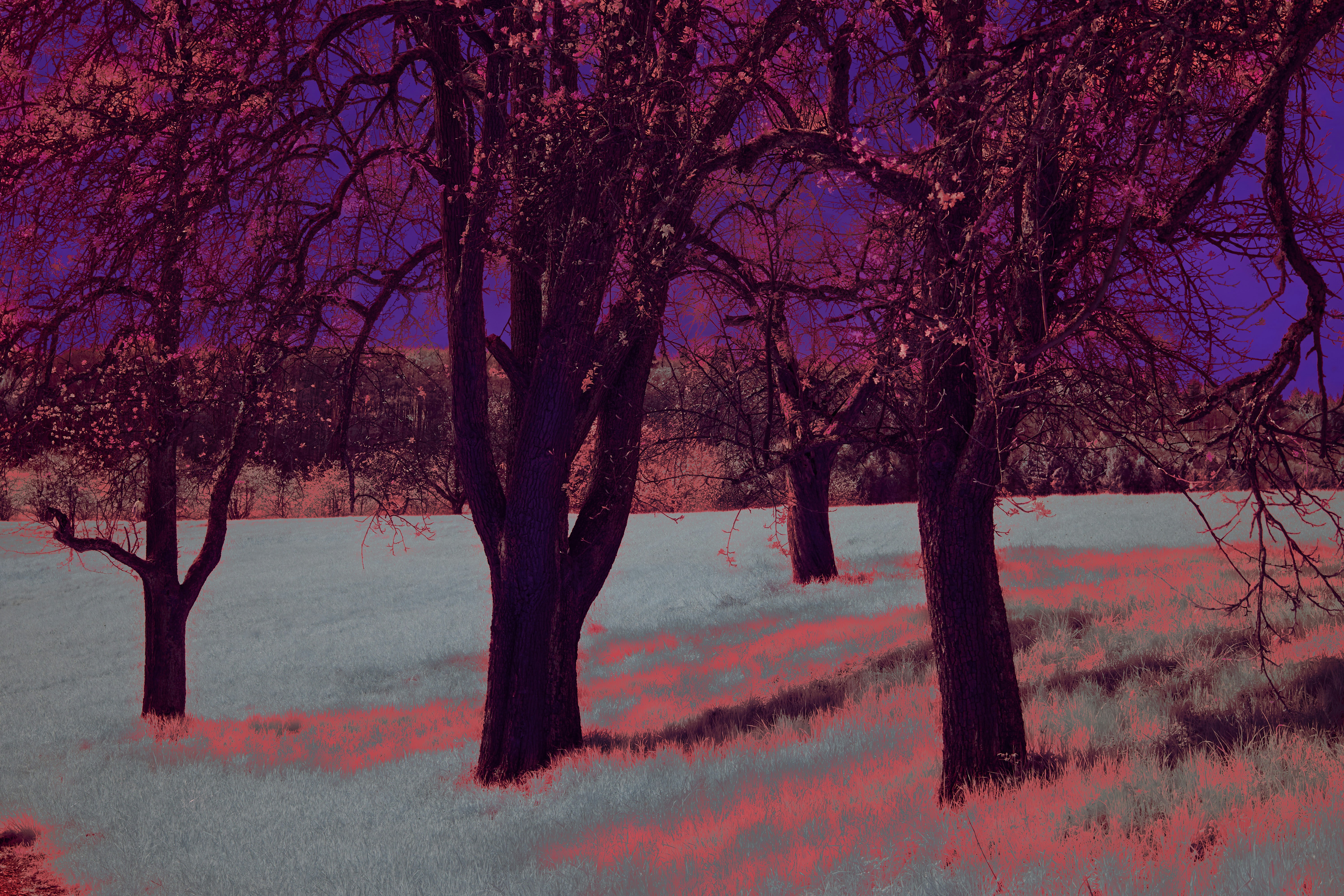 Photo by wolfgang_hasselmann