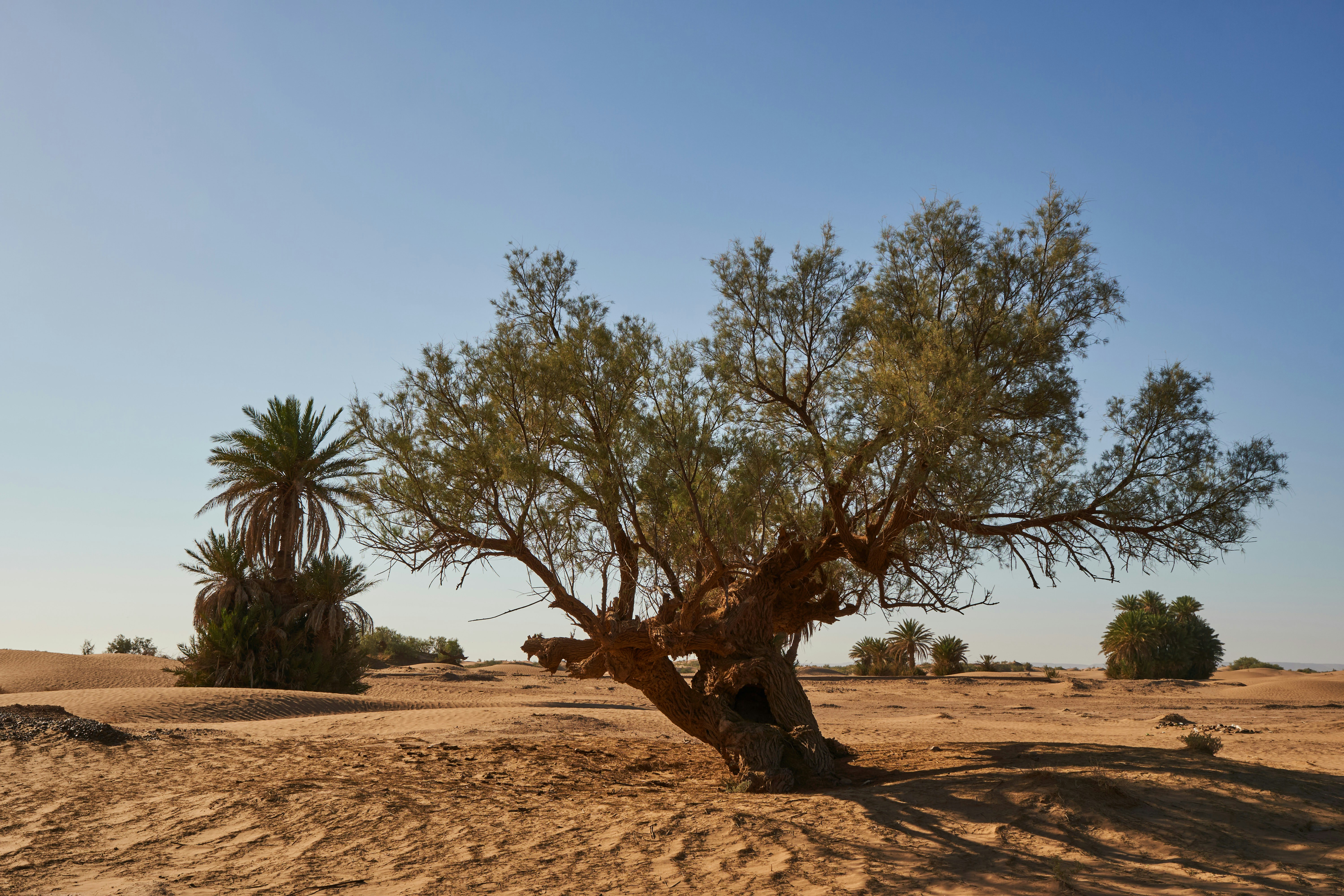 Photo by wolfgang_hasselmann