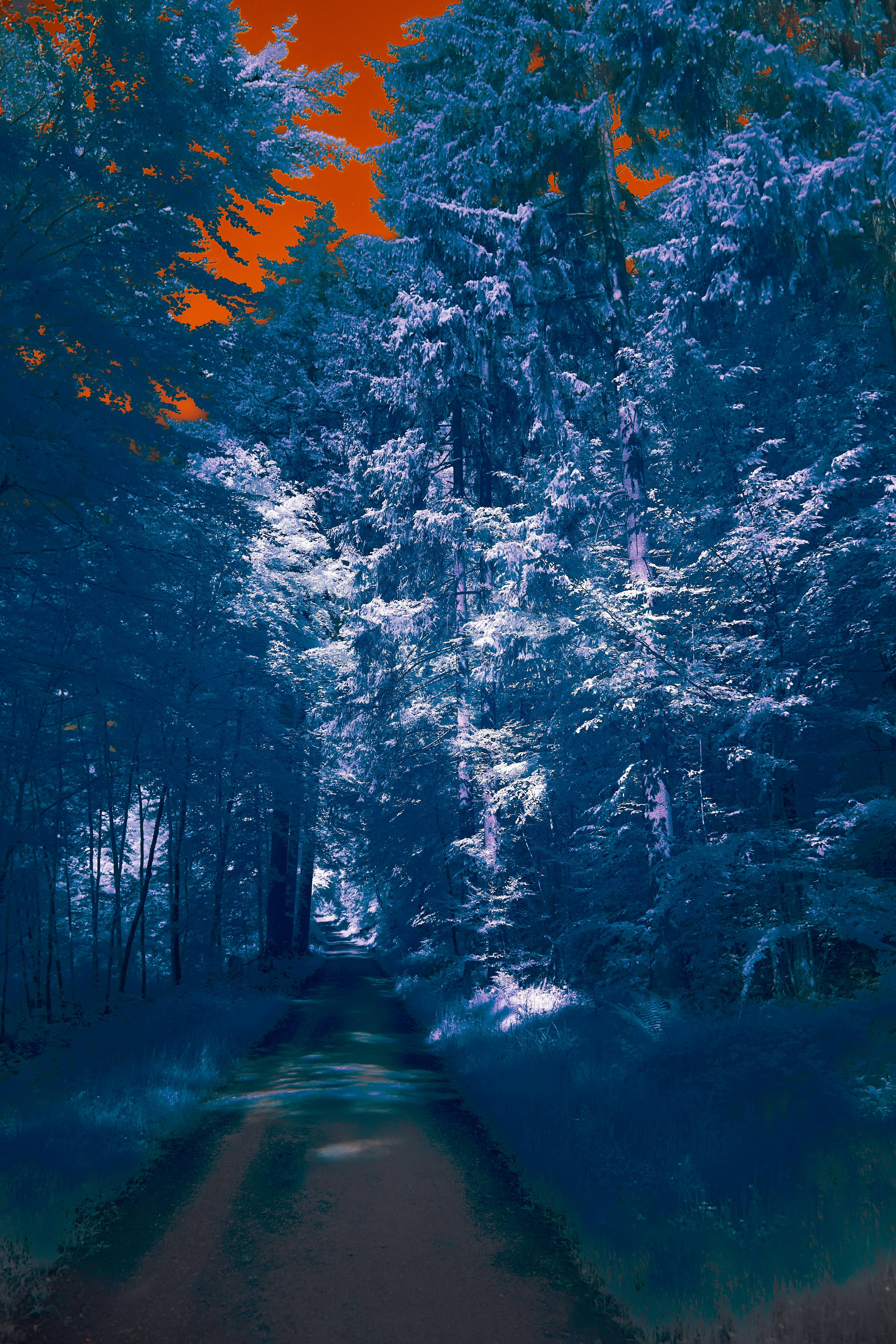 Photo by wolfgang_hasselmann