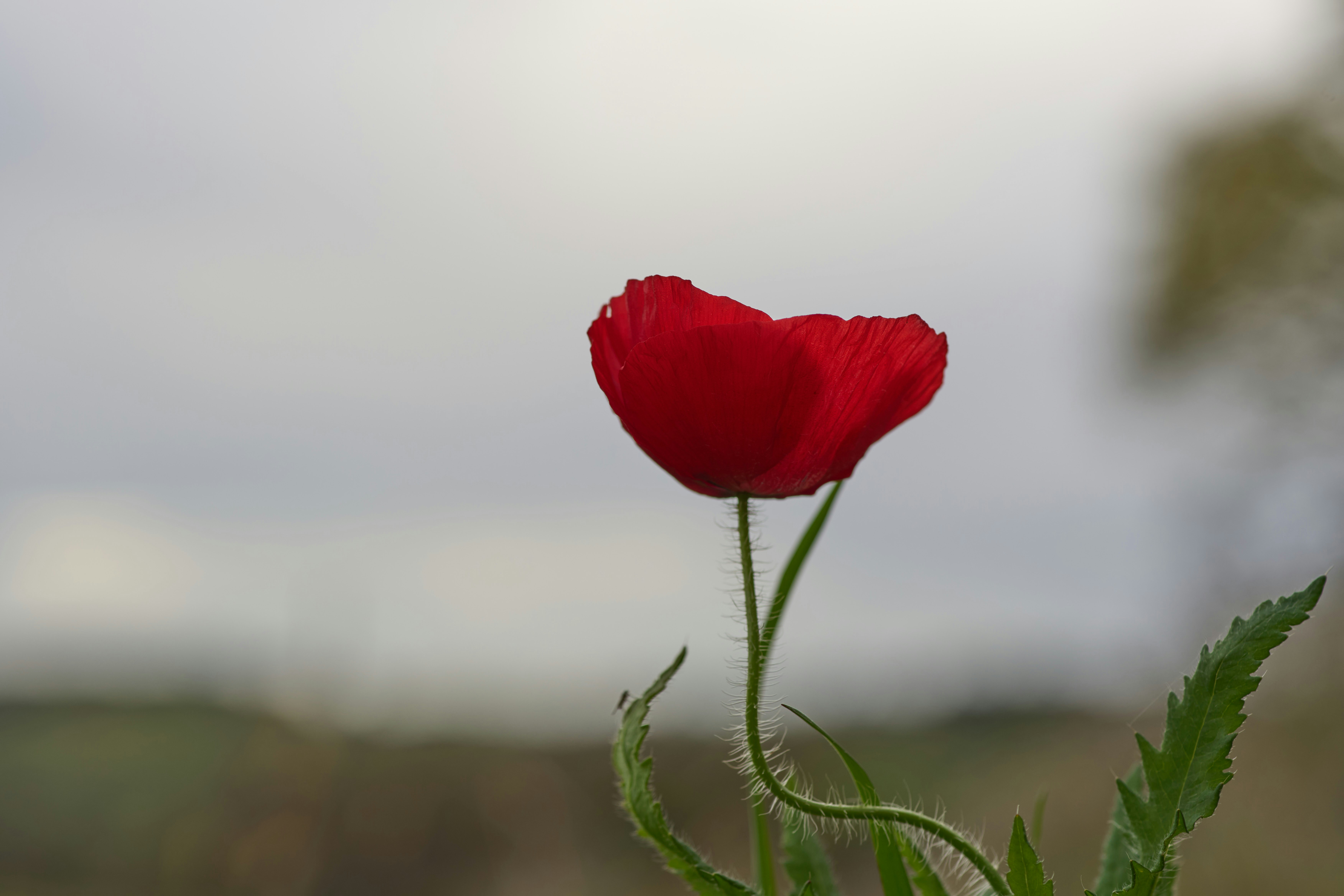 Photo by wolfgang_hasselmann