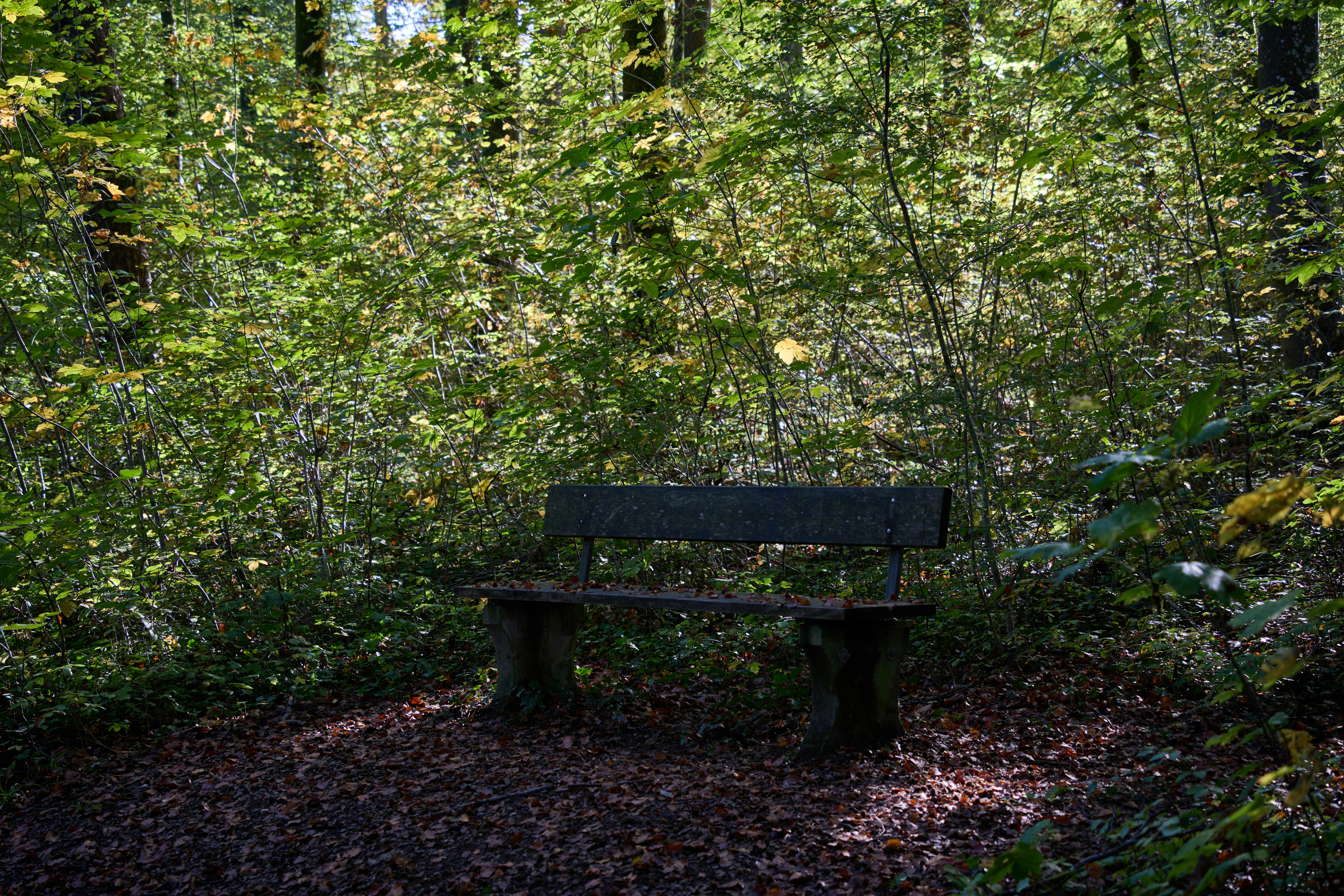 Photo by wolfgang_hasselmann