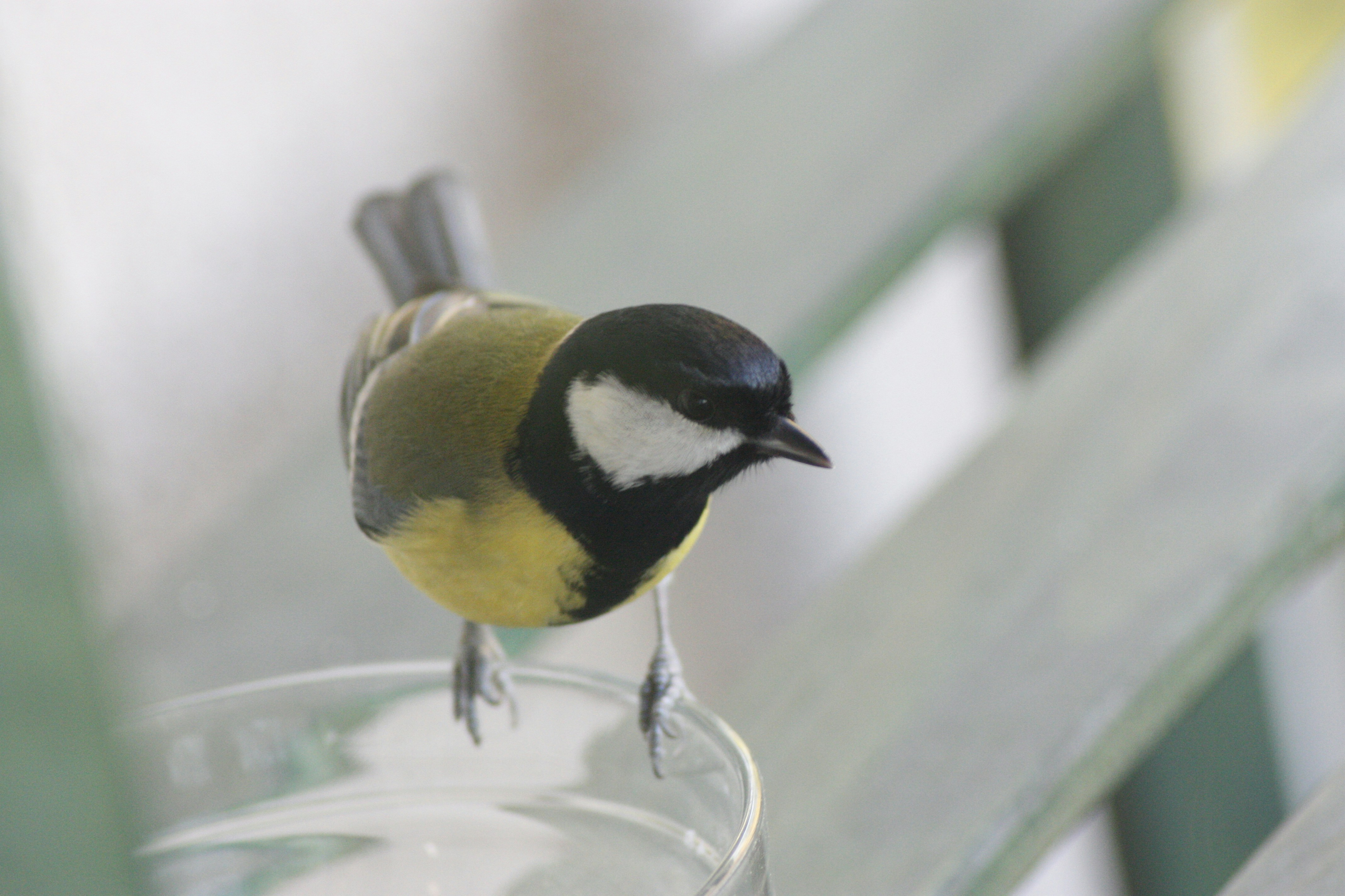 Photo by andrzej1978