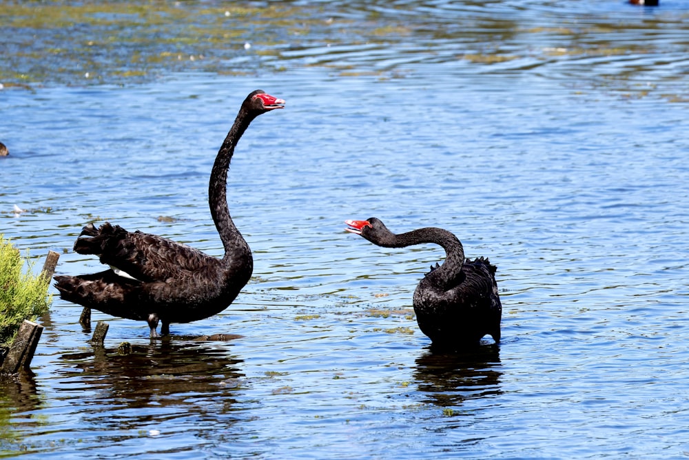 a couple of black birds standing in the water