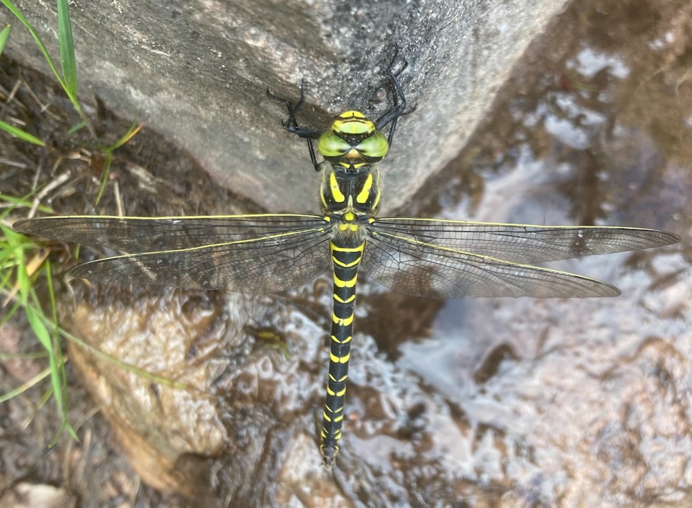 a yellow and black dragonfly sitting on top of a rock
