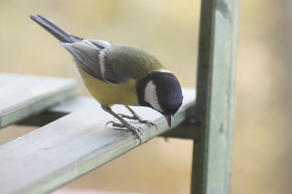 a small bird perched on a wooden rail