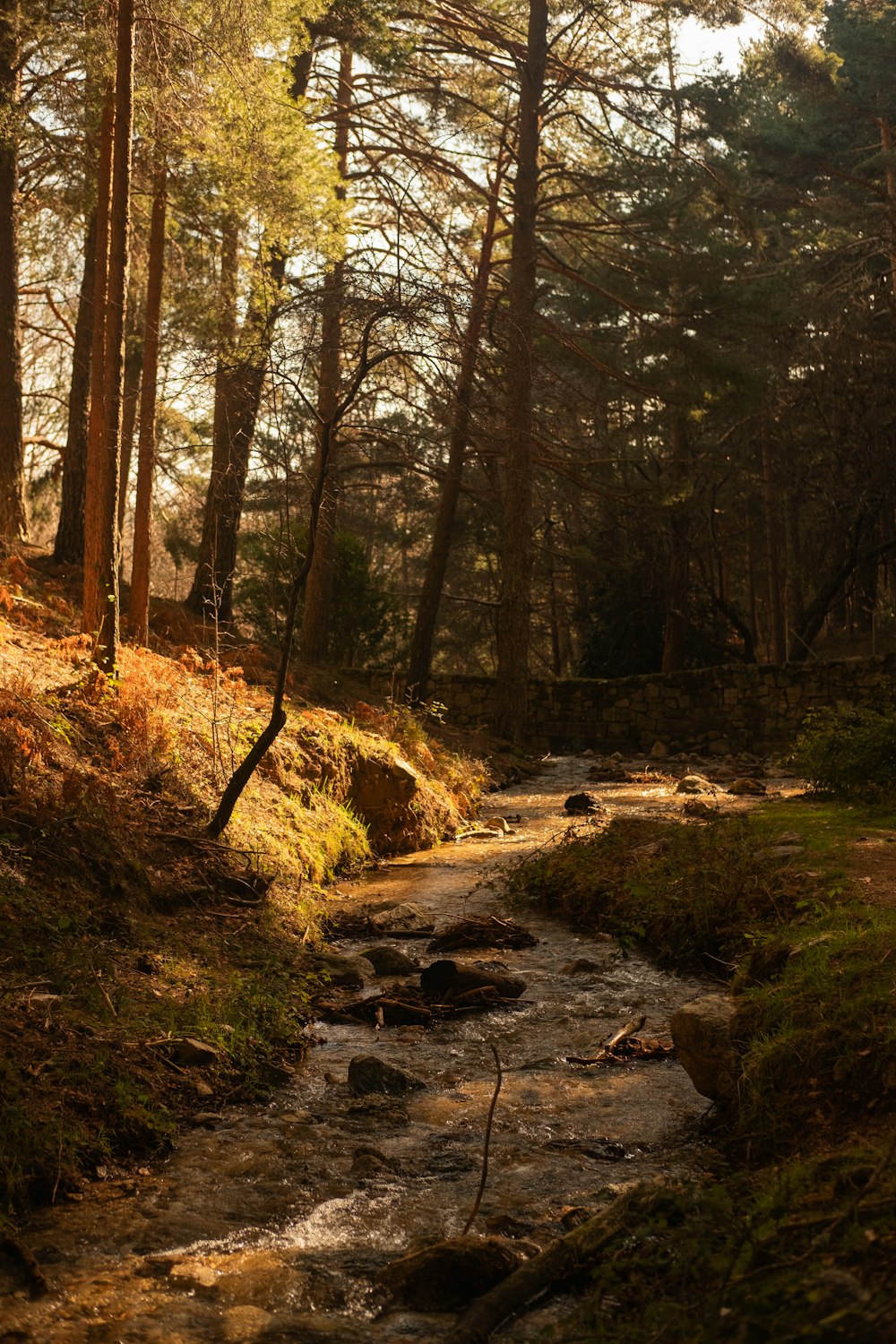 a stream running through a forest filled with lots of trees