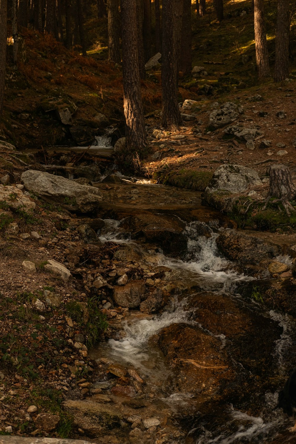 a stream running through a forest filled with lots of trees