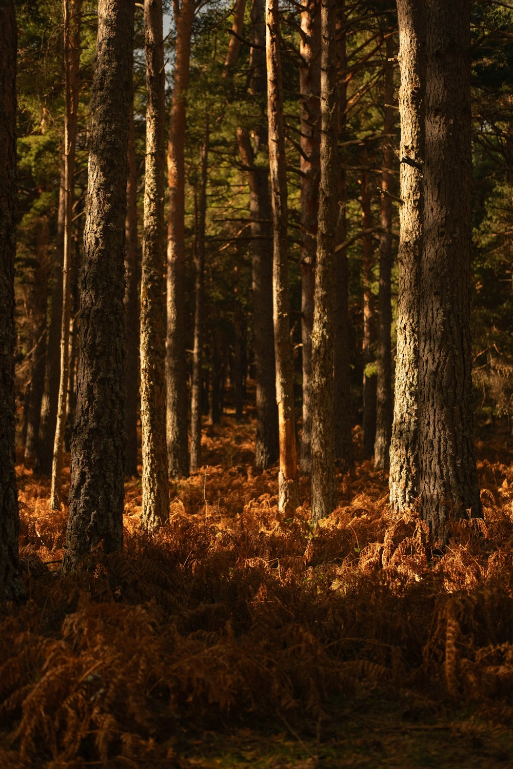 a forest filled with lots of tall trees