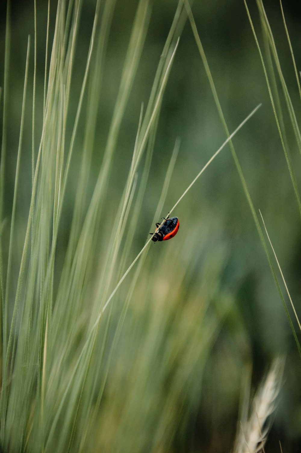 a red and black bug sitting on top of a grass covered field