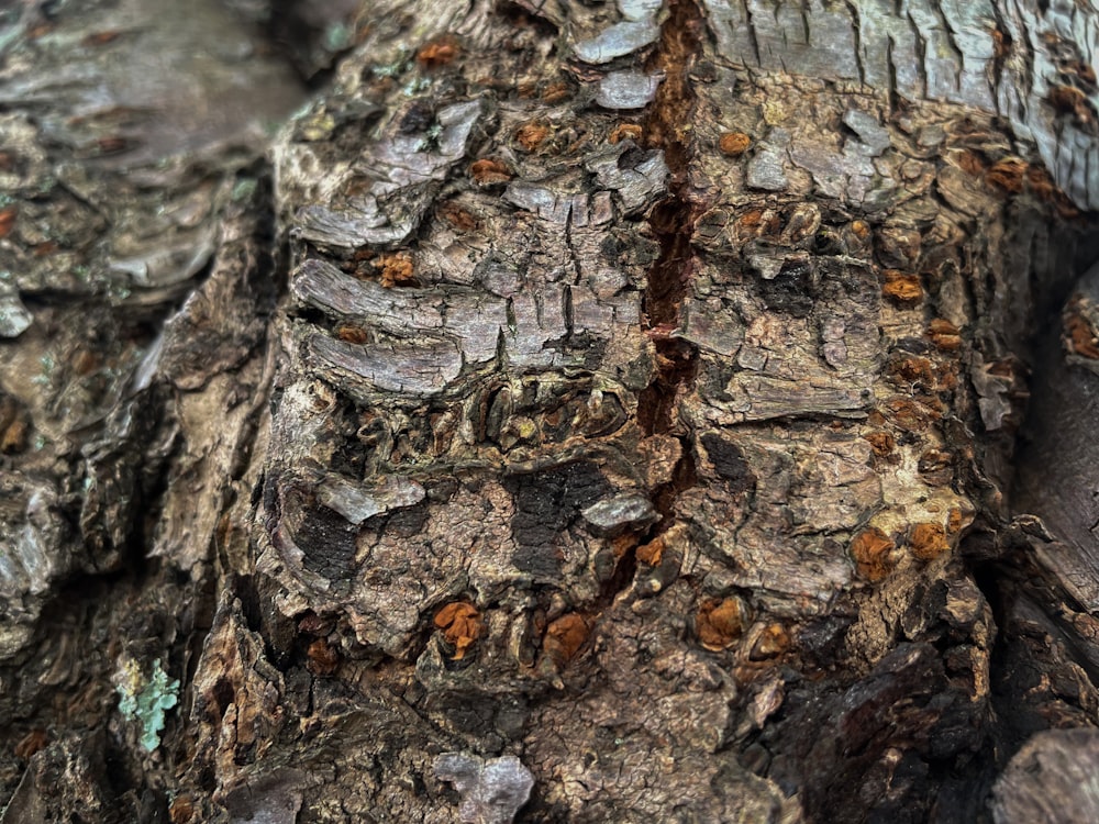 a close up of the bark of a tree