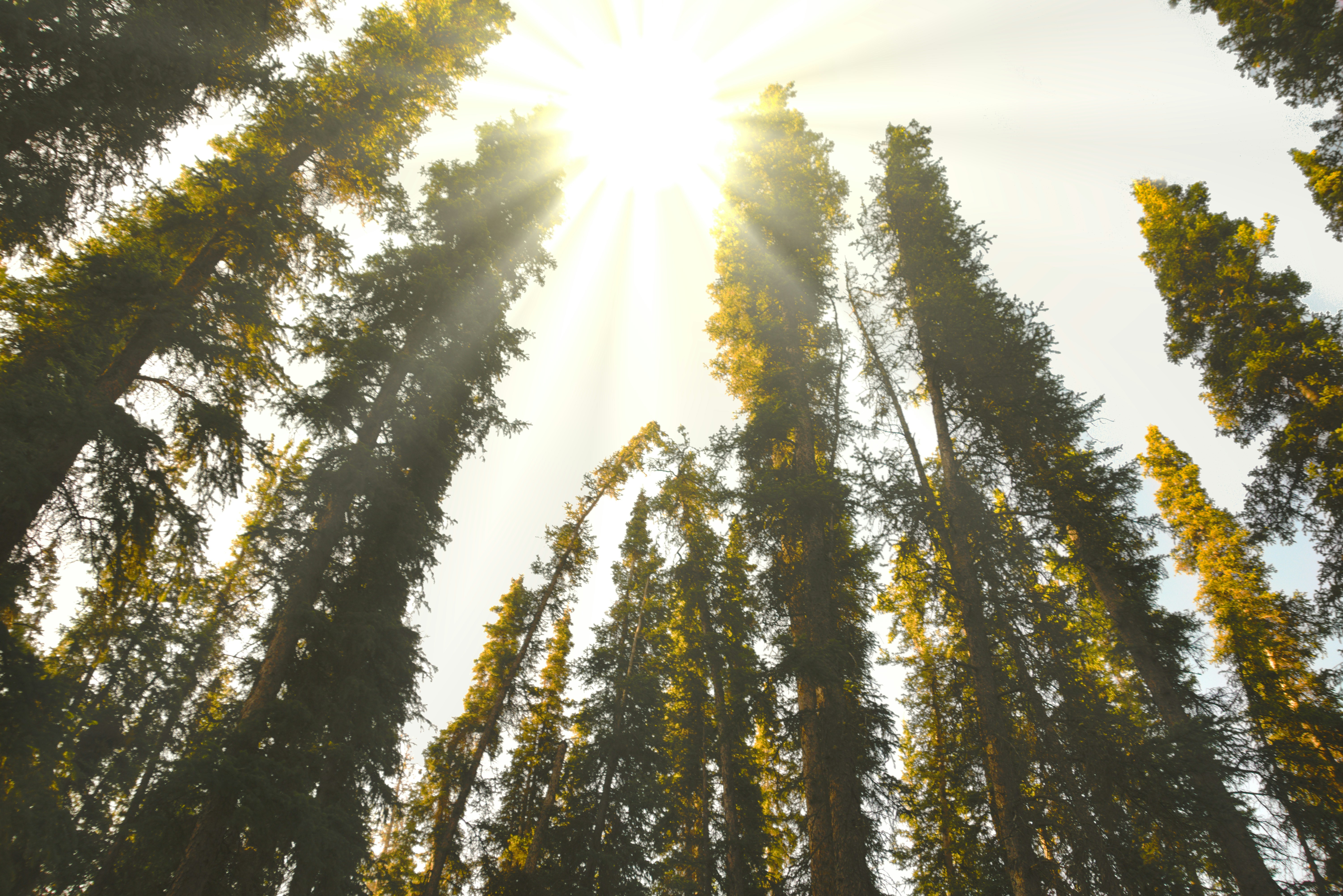the sun is shining through the tall trees
