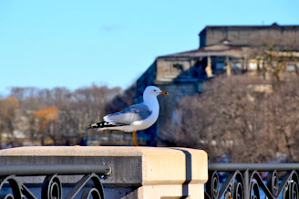 a seagull sitting on a railing with a building in the background