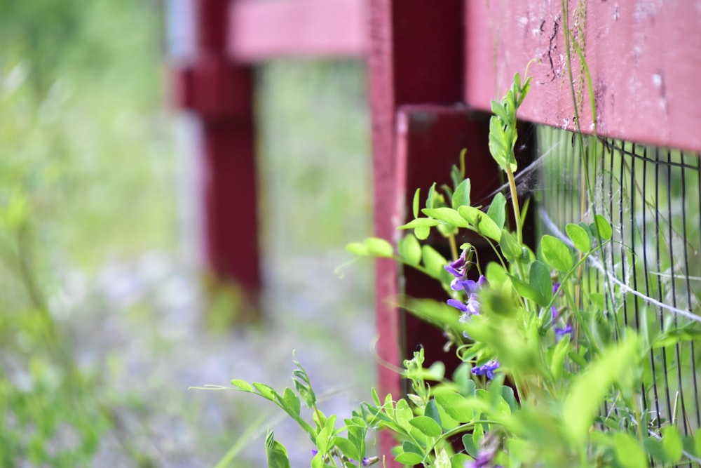 a close up of a red bench with purple flowers
