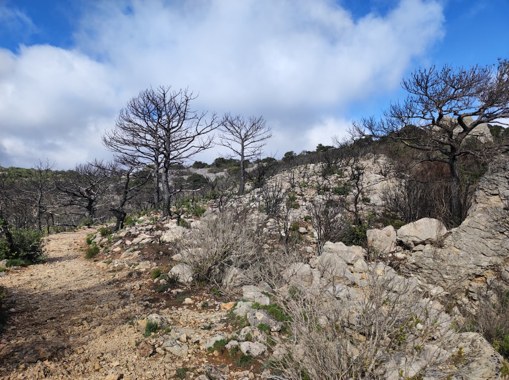 a dirt path in the middle of a rocky area