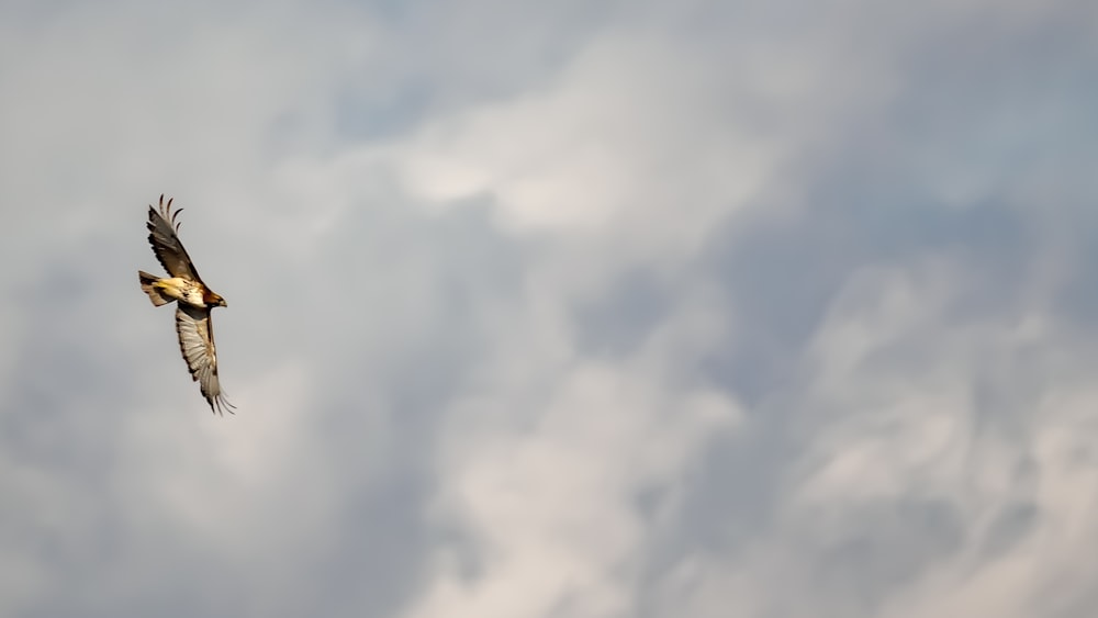 un pájaro volando a través de un cielo azul nublado