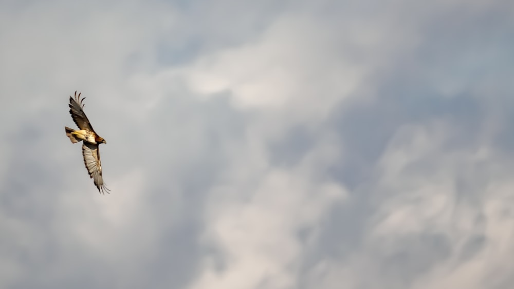 a bird flying through a cloudy blue sky