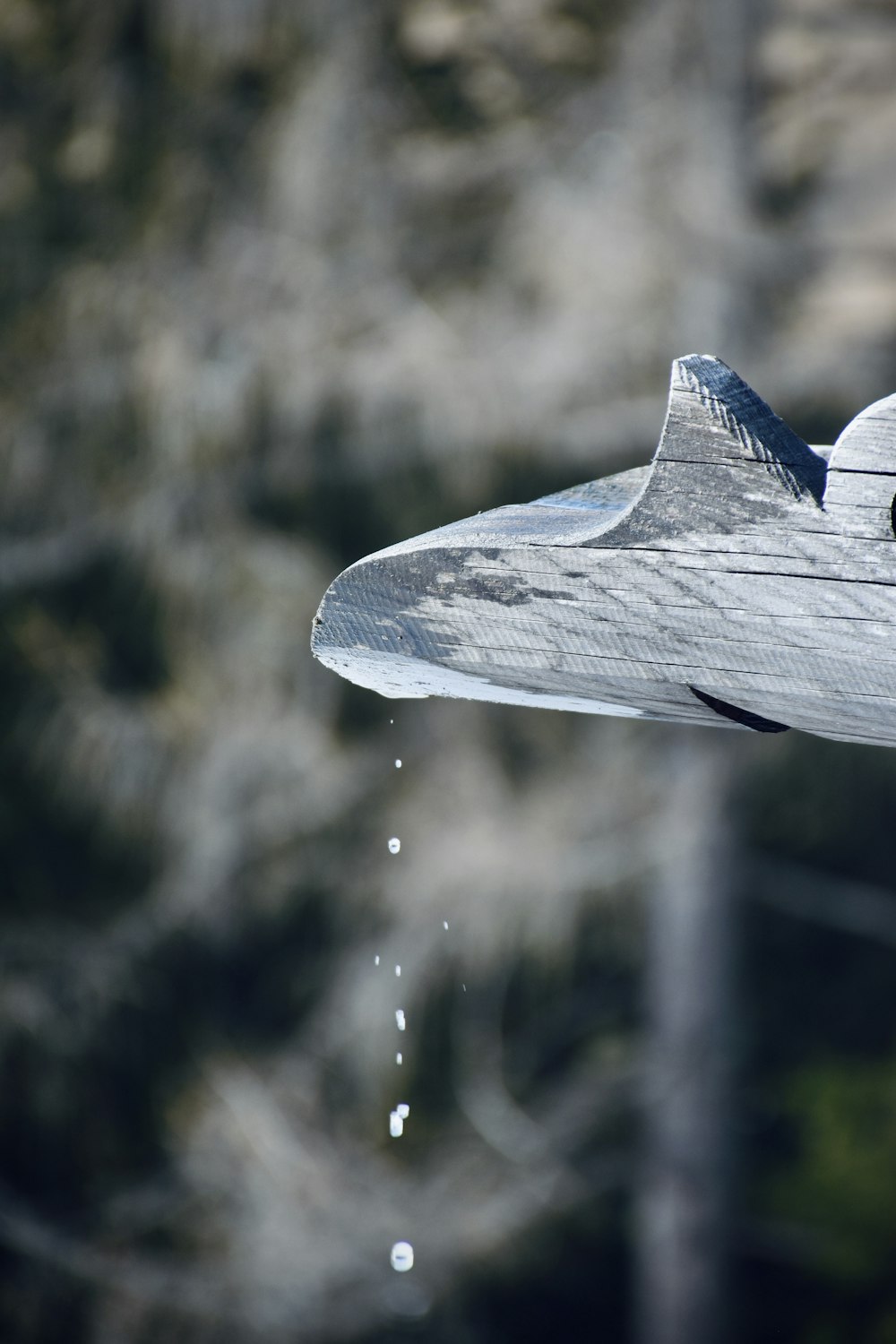 a close up of a bird flying in the air