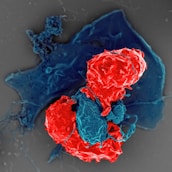 a red and blue substance on a gray surface