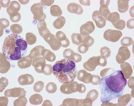 a close up of an animal cell with a purple substance
