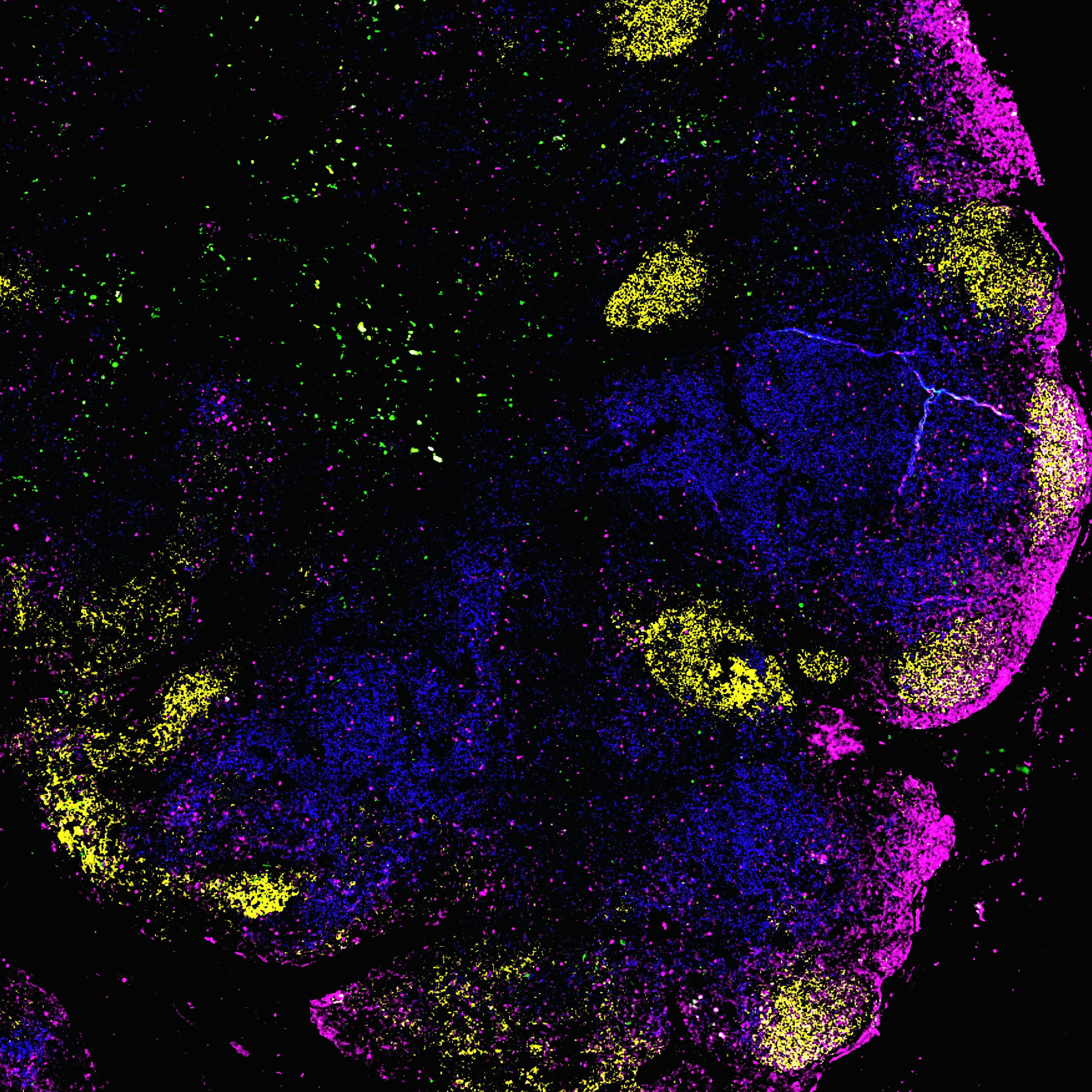 Descubrimiento de ODE neuro-simbólico con flujo de gramática latente