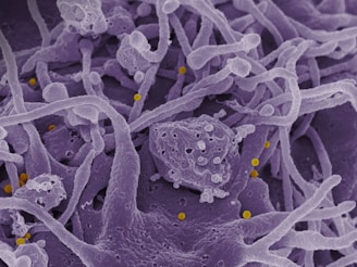 a close up of a purple substance with yellow dots