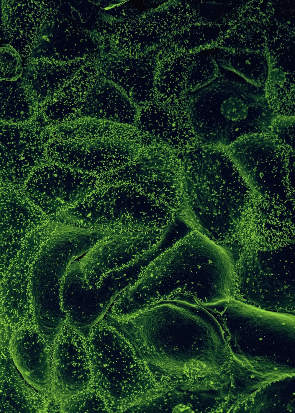 a close up view of a green substance