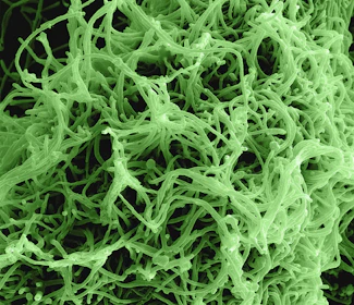 a close up view of a green substance