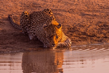 a leopard drinking water from a body of water