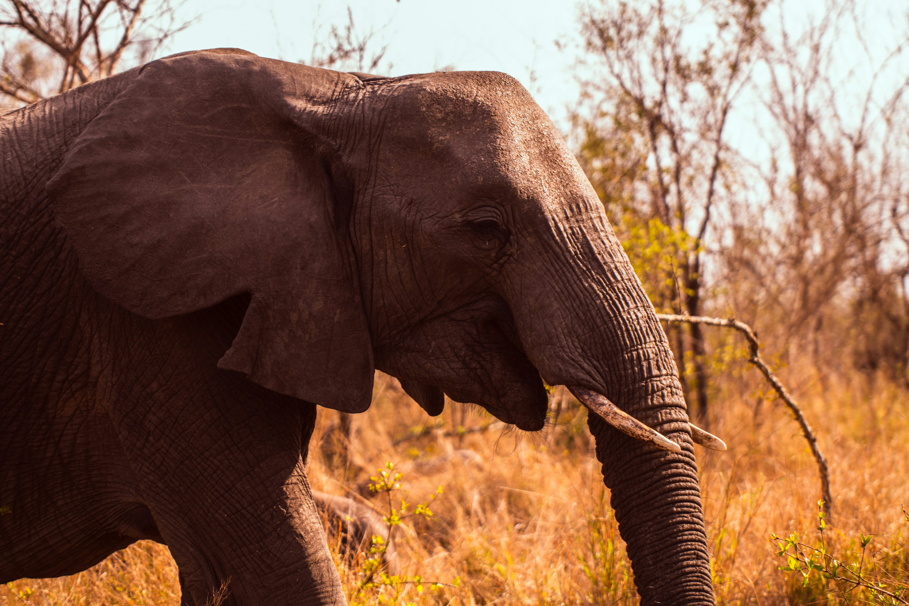 Wildlife Safari Expedition