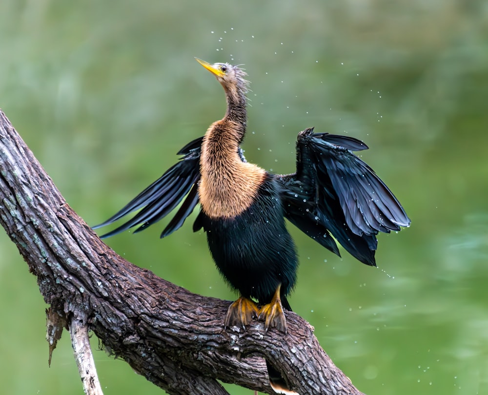 a bird sitting on top of a tree branch