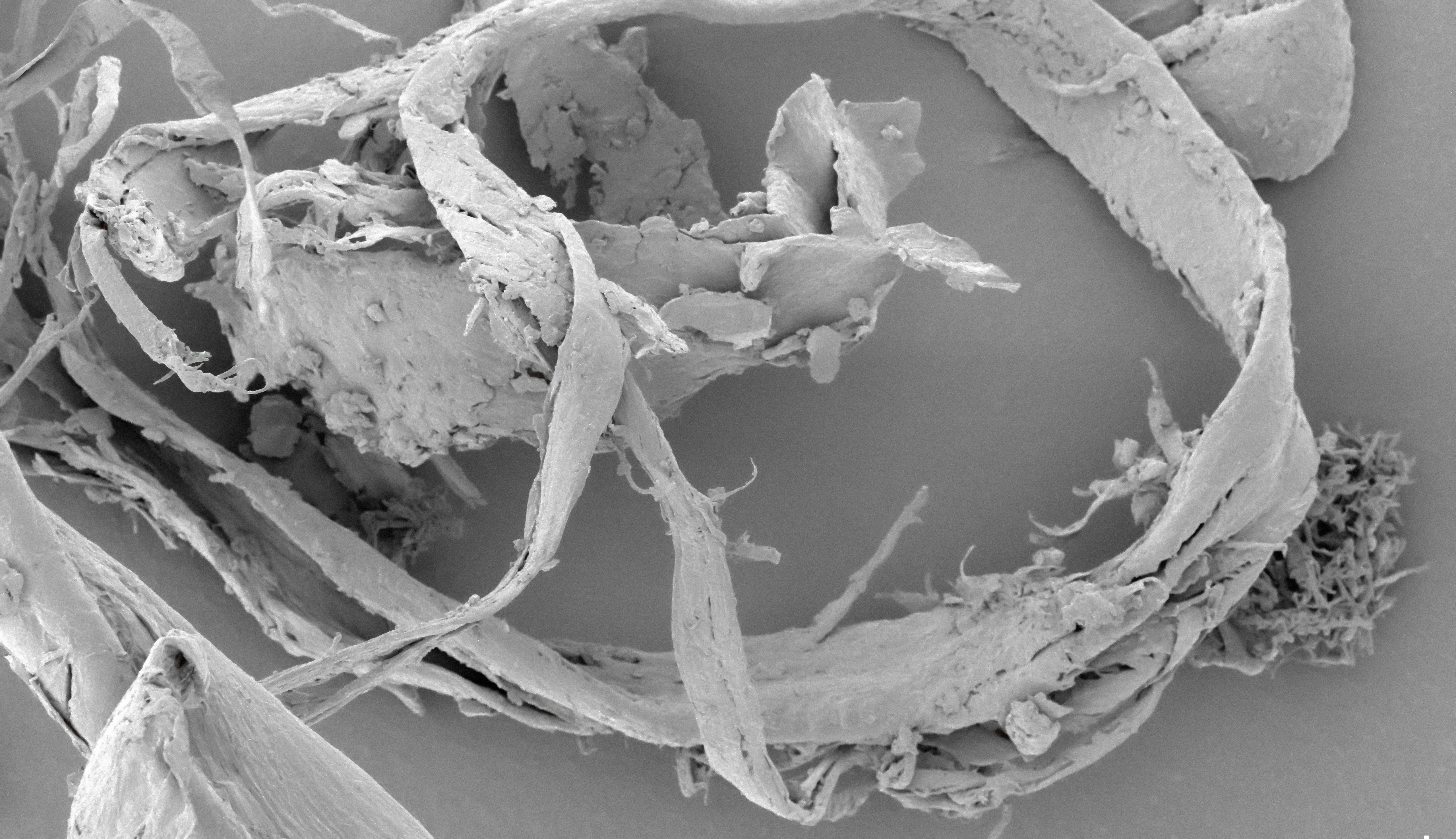 The Science of Placebo: More Than Just Expectation