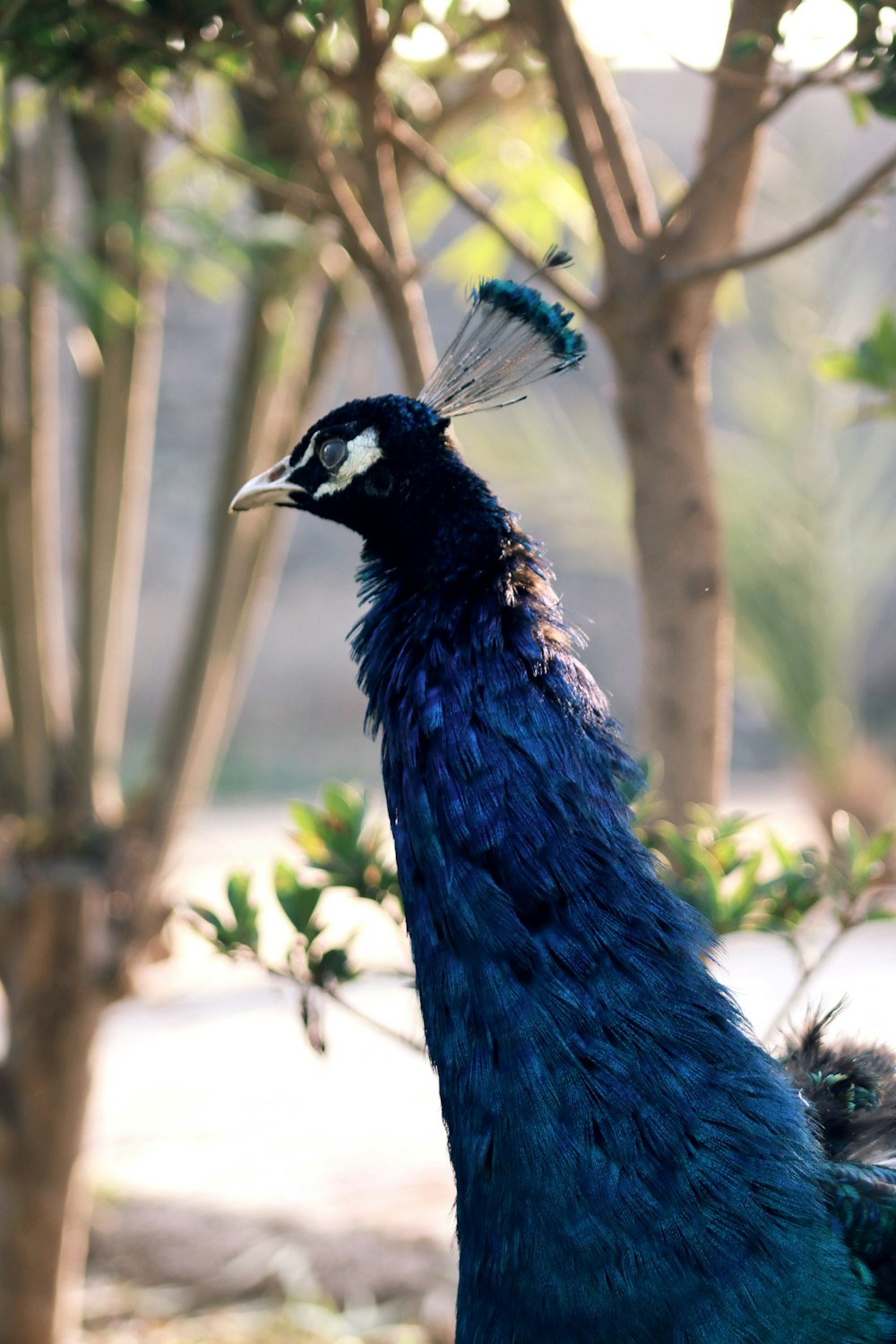 un pavo real parado frente a un árbol