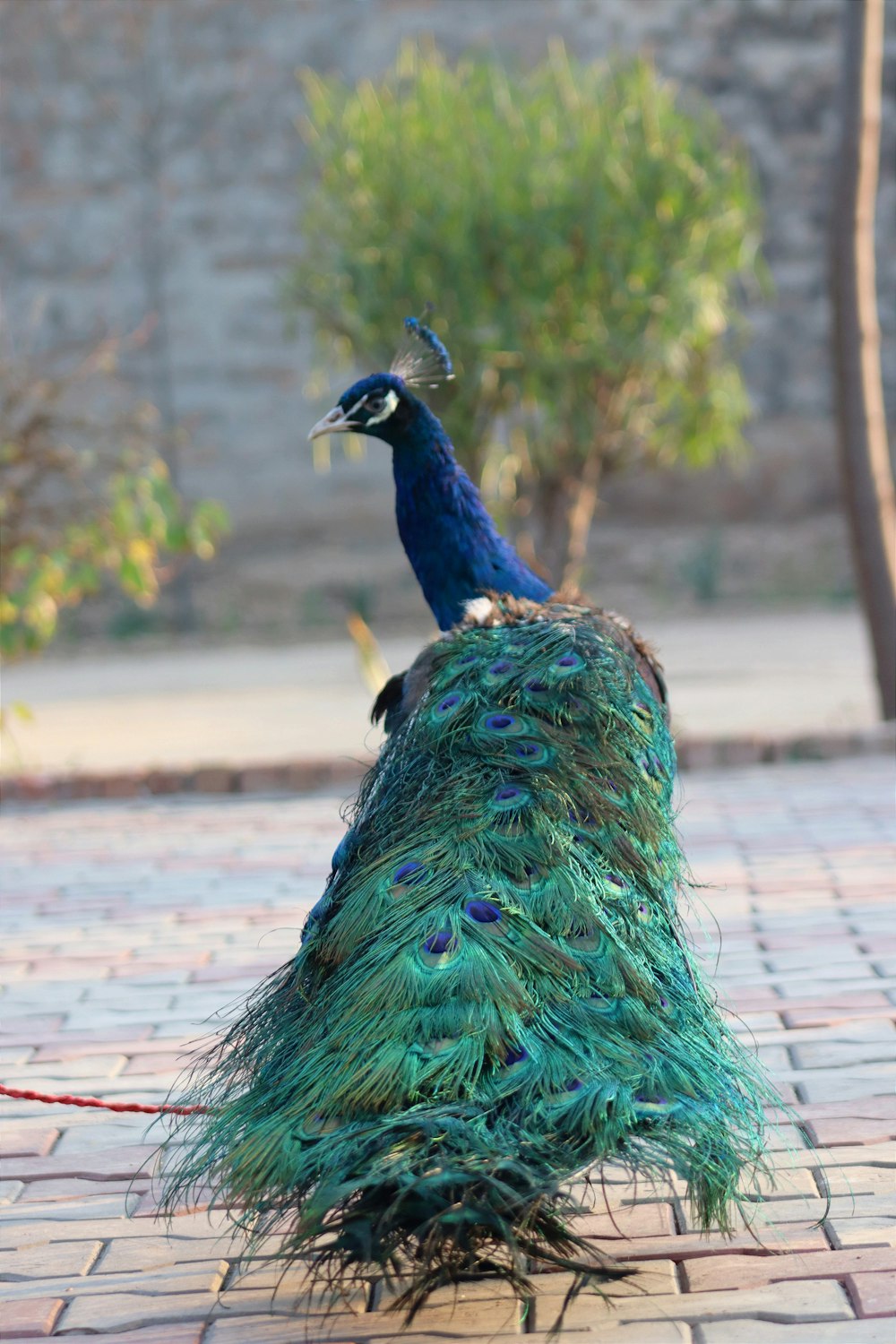 a peacock standing on top of a brick walkway