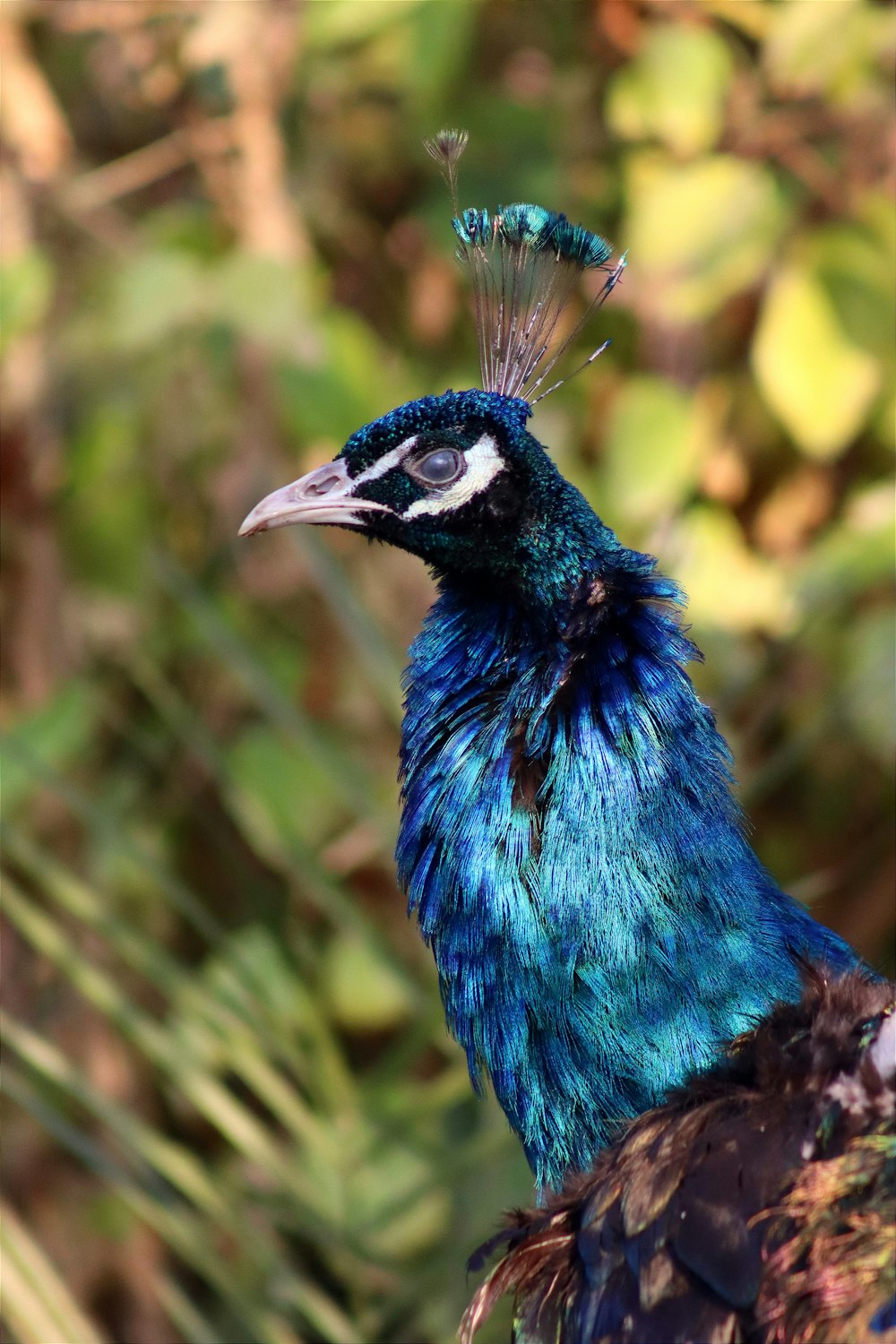 a blue and black bird with feathers on its head