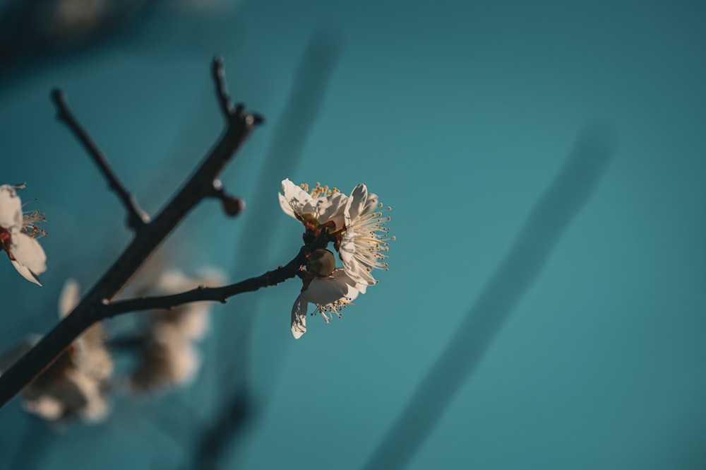 Un primer plano de una flor en la rama de un árbol